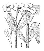 古董植物学植物插图:荔枝冠，毛蕊花粉