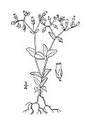 古植物学植物插图:半角Cerastium semidecandrum，小鼠耳繁缕