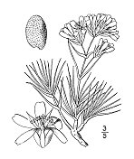 古植物学植物插图:Arenaria Hookeri, Hooker's Sandwort
