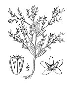 古植物学植物插图:Anychia dichotoma，有叉的繁缕