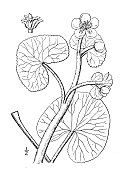 古植物学植物插图:Caltha palustris, Marsh万寿菊