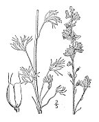 古植物学植物插图:飞燕草，卡罗莱纳拉克斯柏