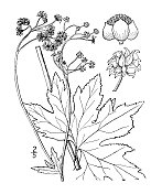 古植物学植物插图:Trautvetteria Carolinensis, False Bugbane