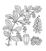 古植物学植物插图:小檗、欧洲小檗