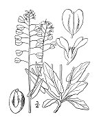 古植物学植物插图:穿叶松，穿叶松