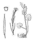 古植物学植物插图:小豆蔻球根、球根西洋菜