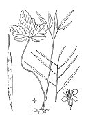 古植物学植物插图:白齿丹、细牙