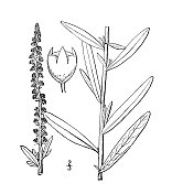 古董植物学植物插图:reseda luteola, Dyer的火箭