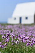 Sea Thrift，泽西，英国