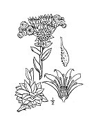 古植物学植物插图:Sempervivum tectorum, Houseleek