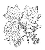 古植物学植物插图:红醋栗
