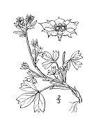 古植物学植物插图:西巴尔地亚、西巴尔地亚