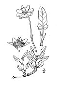 古植物学植物插图:全叶木、全叶山药木