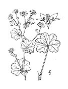 古植物学植物插图:炼金术，夫人的披风