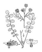 古植物学植物插图:地榆，沙拉burnet