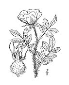 古植物学植物插图:蔷薇，东北玫瑰