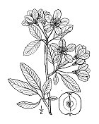 古植物学植物插图:海棠、窄叶海棠