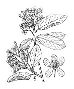 古植物学植物插图:Aronia arbutifolia, Red Choke berry