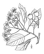 古植物学植物插图:山楂，南刺