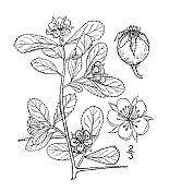 古植物学植物插图:山楂，矮刺