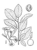 古植物学植物插图:海李、沙滩梅