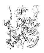 古植物学植物插图:Hoffmanseggia Falcaria，镰刀果Hoffmanseggia