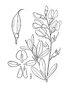 古植物学植物插图:南紫Baptisia australis，蓝色野生，蓝色假靛蓝