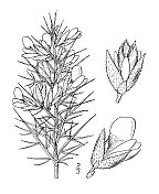 古植物学植物插图:乌lex Europaeus，弗兹，金雀花，刺扫帚