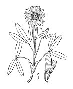 古董植物学植物插图:Trifolium Beckwithii, beckwiths clover