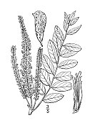 古植物学植物插图:紫穗槐，假靛蓝