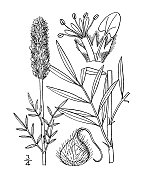 古董植物学植物插图:库恩尼斯特拉紧凑，密集的花草原三叶草