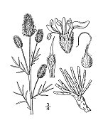 古植物学植物插图:Kuhnistera tenuifolia，丝绸草原三叶草