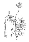 古植物学植物插图:Cracca hispidula，几花山羊的rue