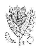 古植物学植物插图:黄芪、黄芪