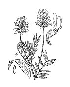 古植物学植物插图:土著黄芪，印度紫云英