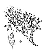古植物学植物插图:丝光蕨，白乳野豌豆