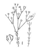 古植物学植物插图:catharticum, Dwarf亚麻