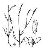 古植物学植物插图:远志，松加乳汁