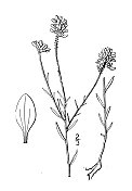 古董植物学植物插图:远志curtisii, Curtiss' Milkwort