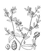 古植物学植物插图:大戟，大戟