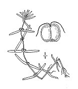 古植物学植物插图:毛蕊花、秋水星苔