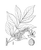 古植物学植物插图:漆树、毒漆树