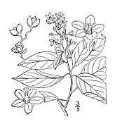 古植物学植物插图:Celastrus scandens，灌木Bittersweet