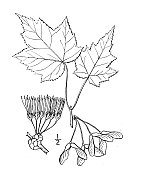 古董植物学植物插图:红槭、红枫