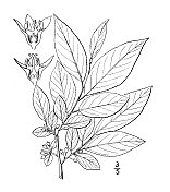古植物学植物插图:鼠李、兰斯叶鼠李