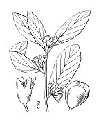 古植物学植物插图:卡罗来纳鼠李，卡罗来纳鼠李