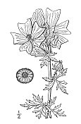 古植物学植物插图:锦葵，麝香锦葵