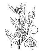 古植物学植物插图:Malvastrum angustum, Yellow false mallow