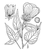 古植物学植物插图:芙蓉、戟叶玫瑰锦葵