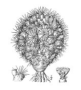 古植物学植物插图:辛普森棘爪，辛普森的仙人掌